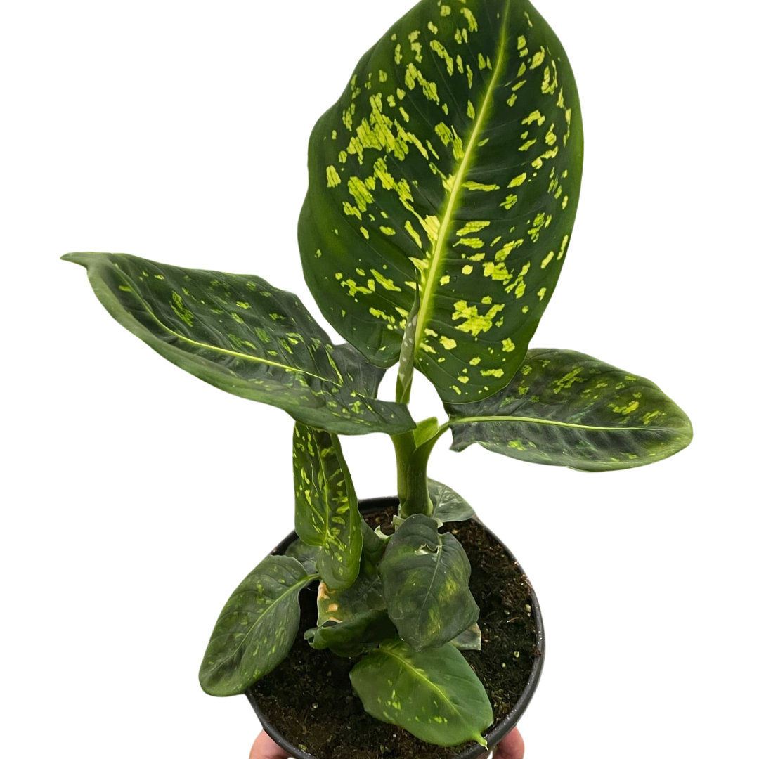 Dieffenbachia &