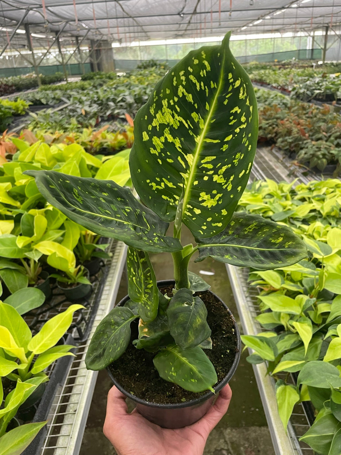 Dieffenbachia &