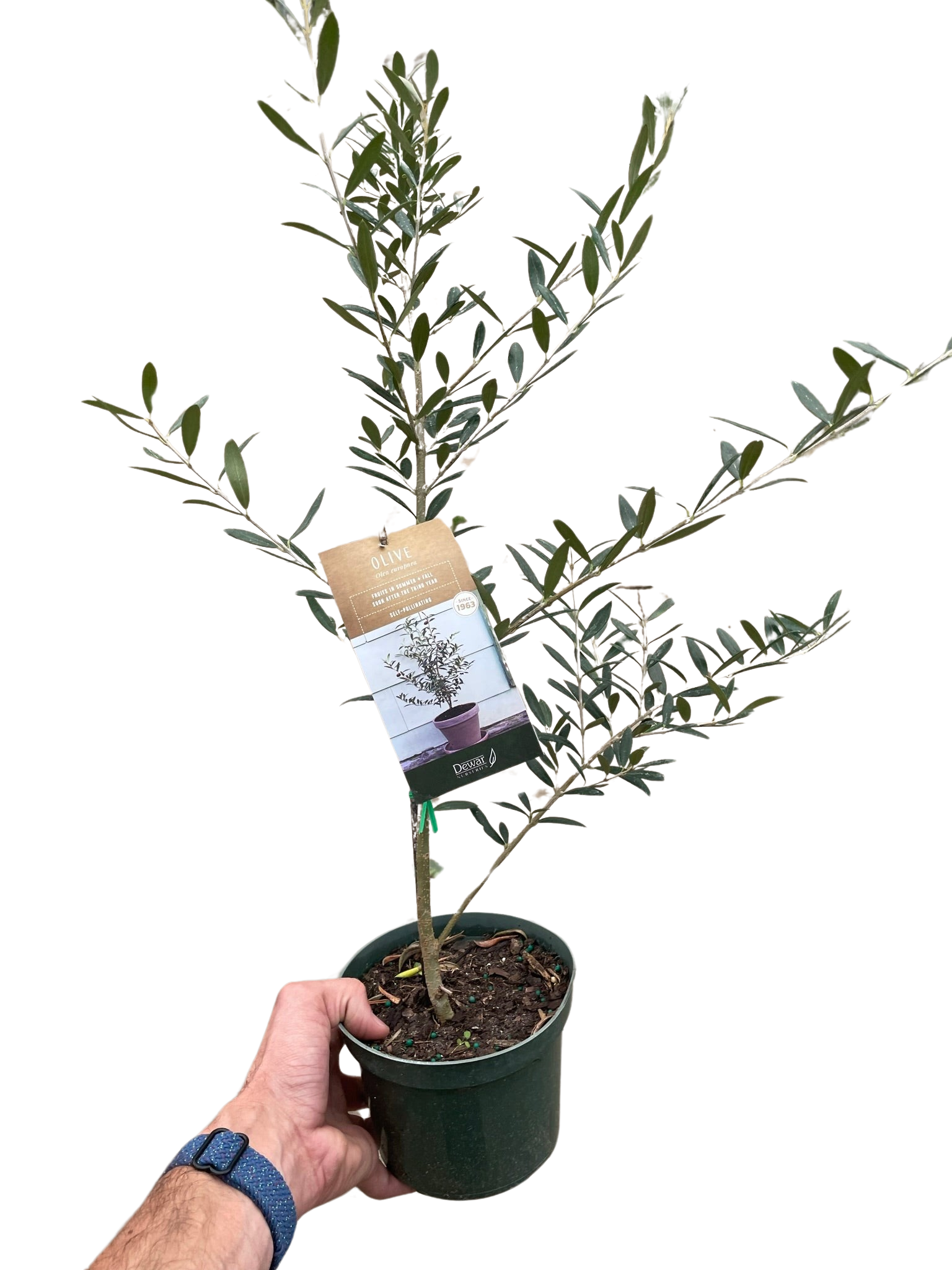 Common Olive Tree (Olea europaea)