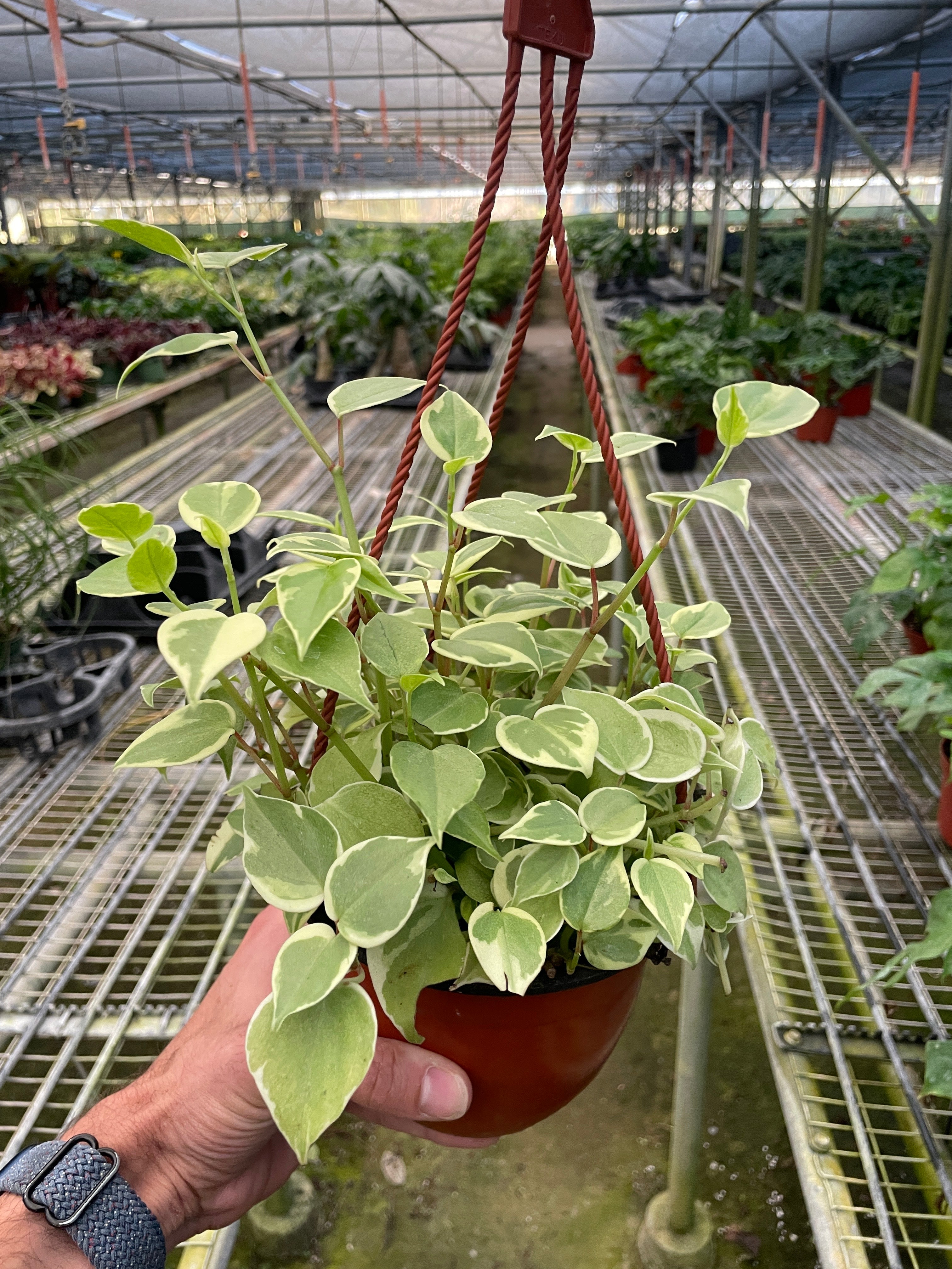 Peperomia &