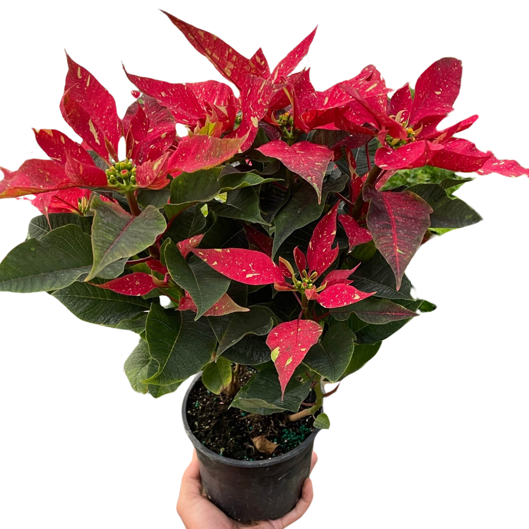 Poinsettia &