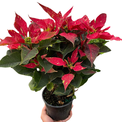 Poinsettia &