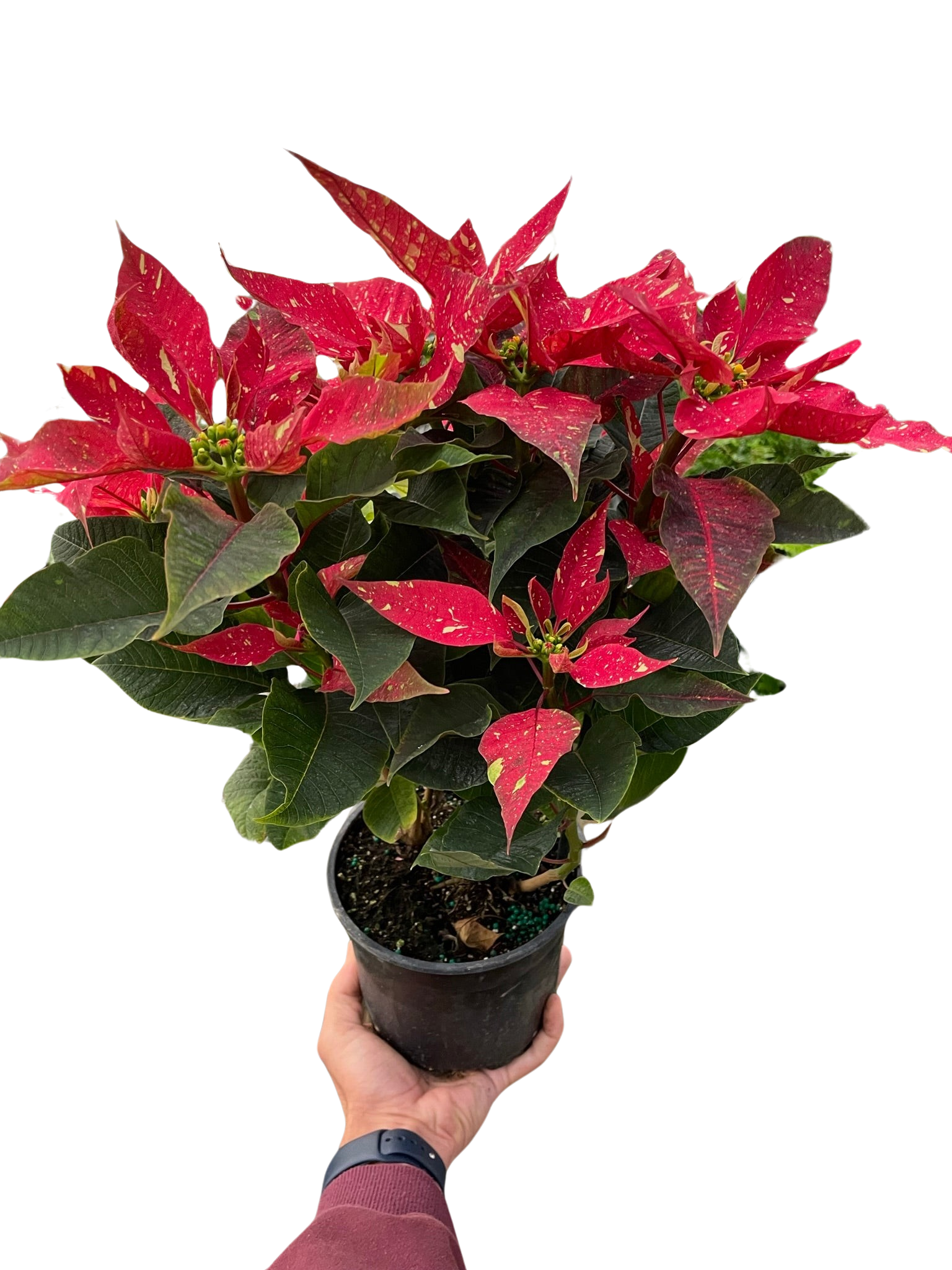 Poinsettia &