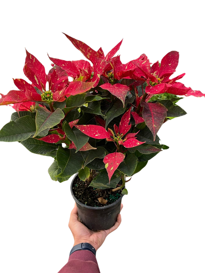 Poinsettia &