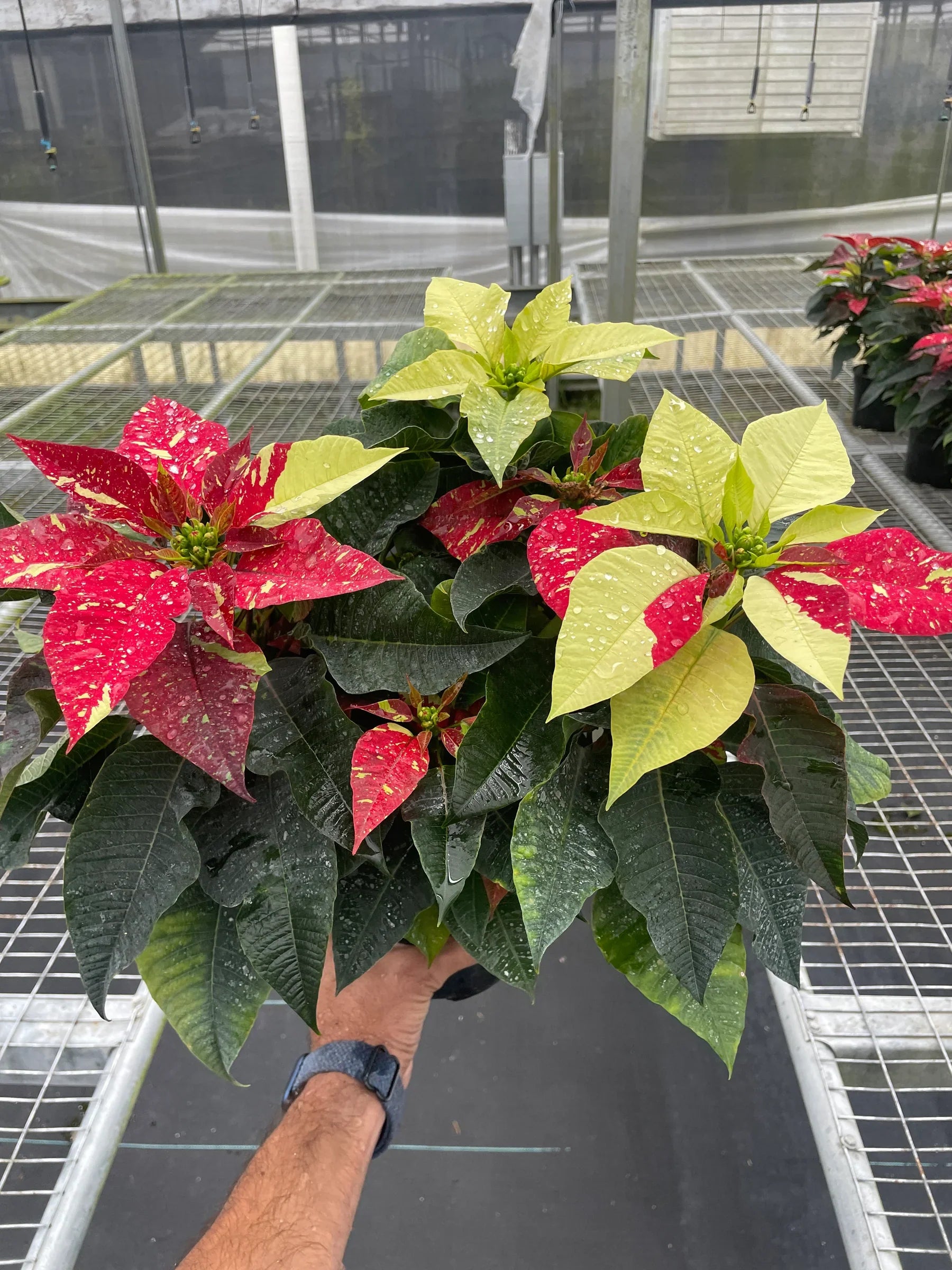 Poinsettia &