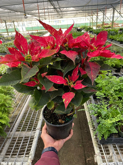 Poinsettia &