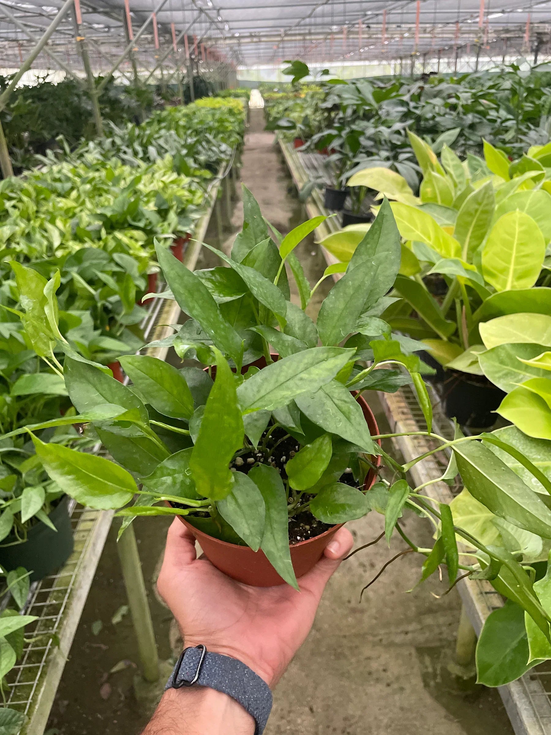 Pothos Skeleton Key