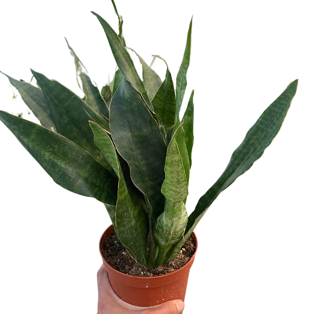 Snake Plant &