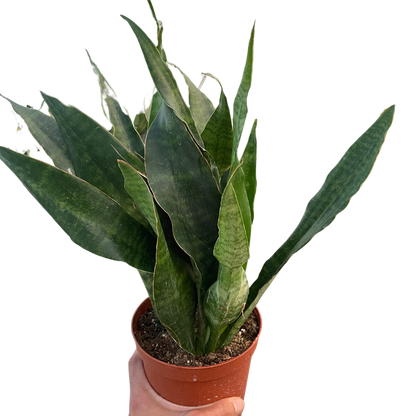 Snake Plant &