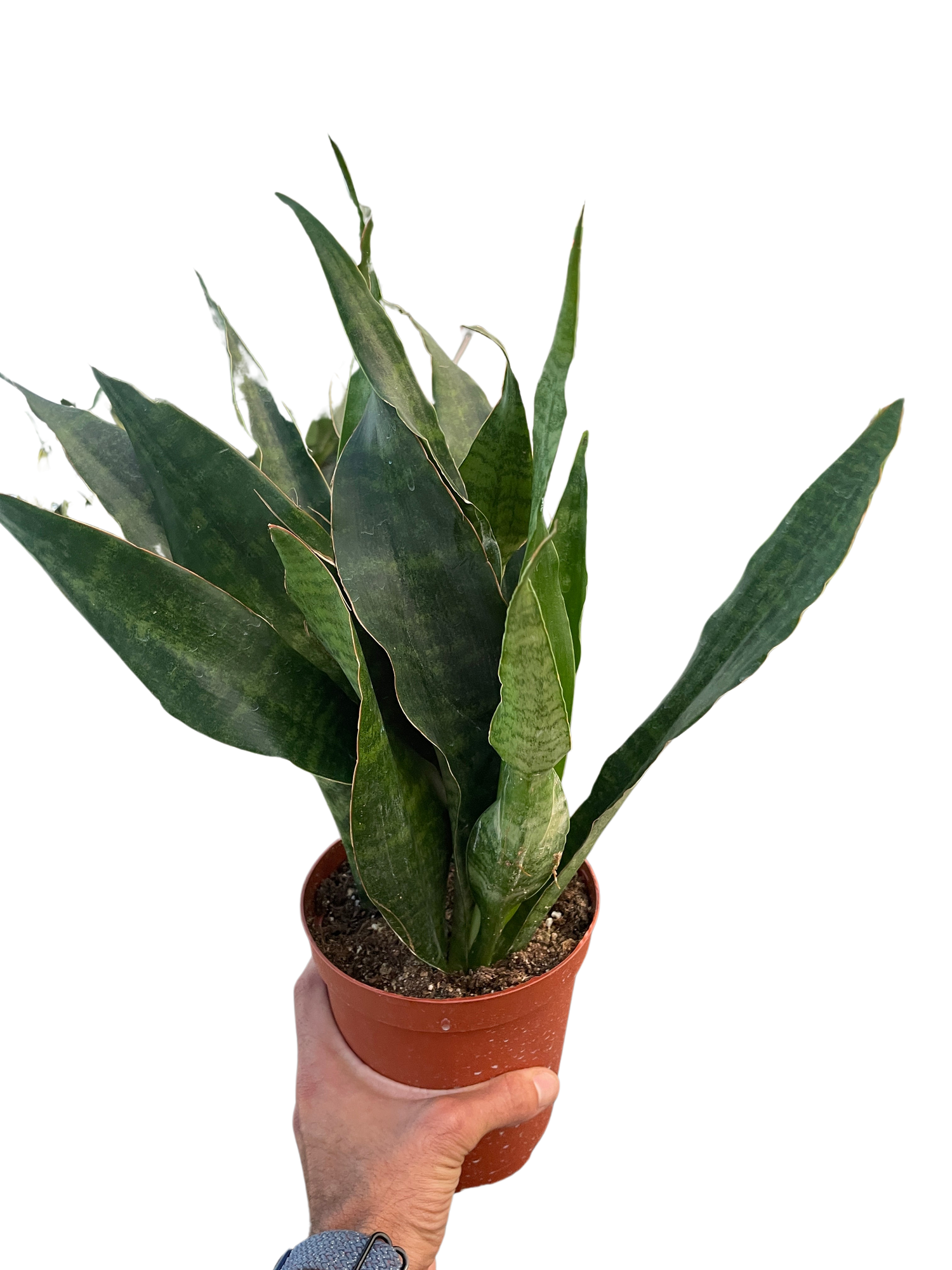 Snake Plant &