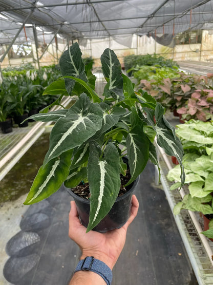 Syngonium wendlandii &