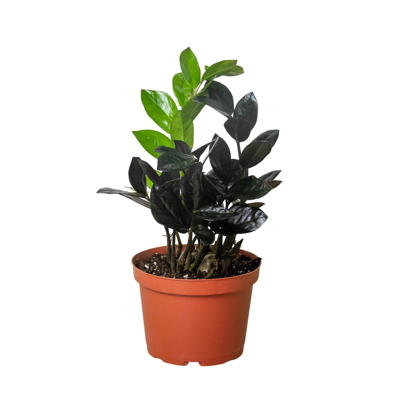 ZZ Zamioculcas &