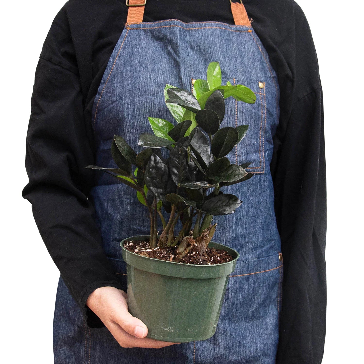 ZZ Zamioculcas &