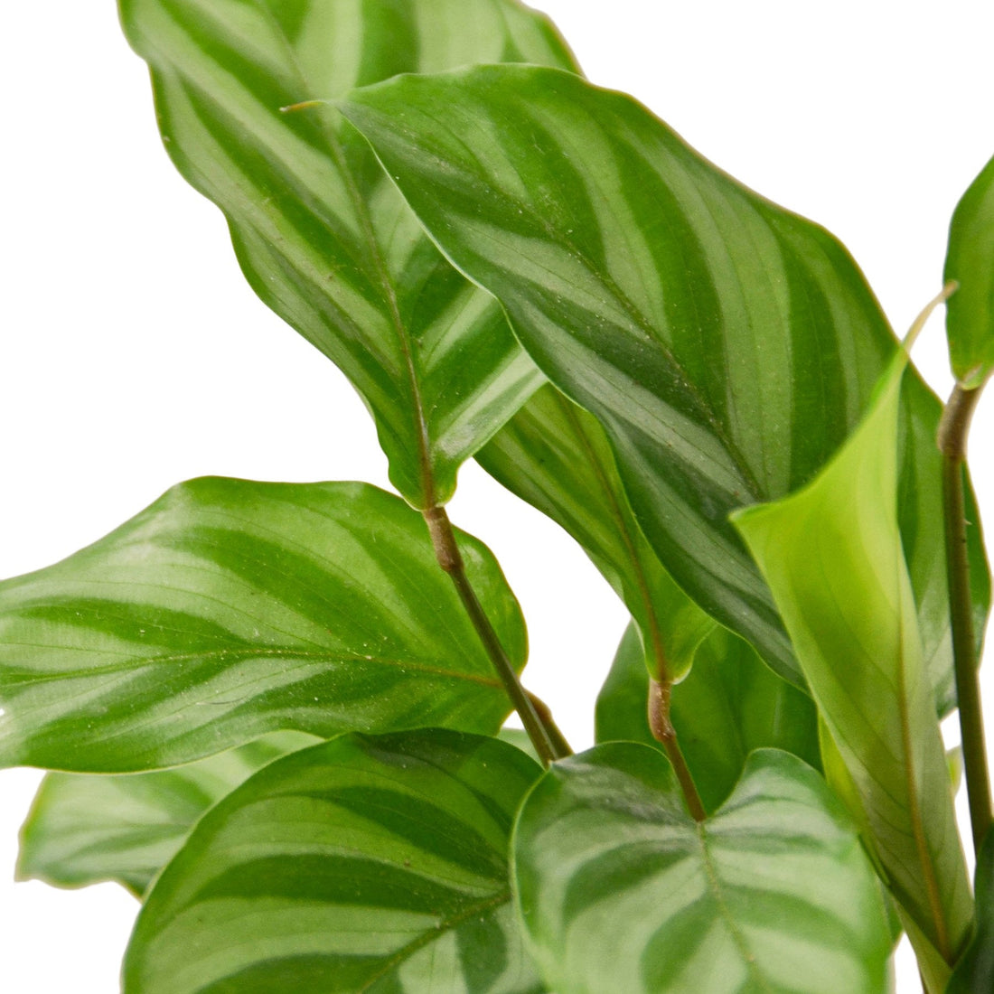 Calathea Concinna &