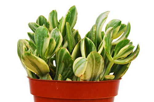 Crassula Ovata &