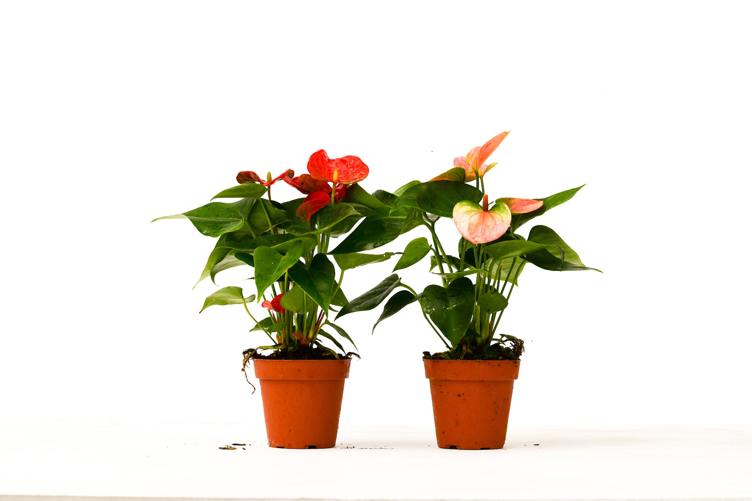 2 Anthurium Variety Pack - 4&quot; Pots