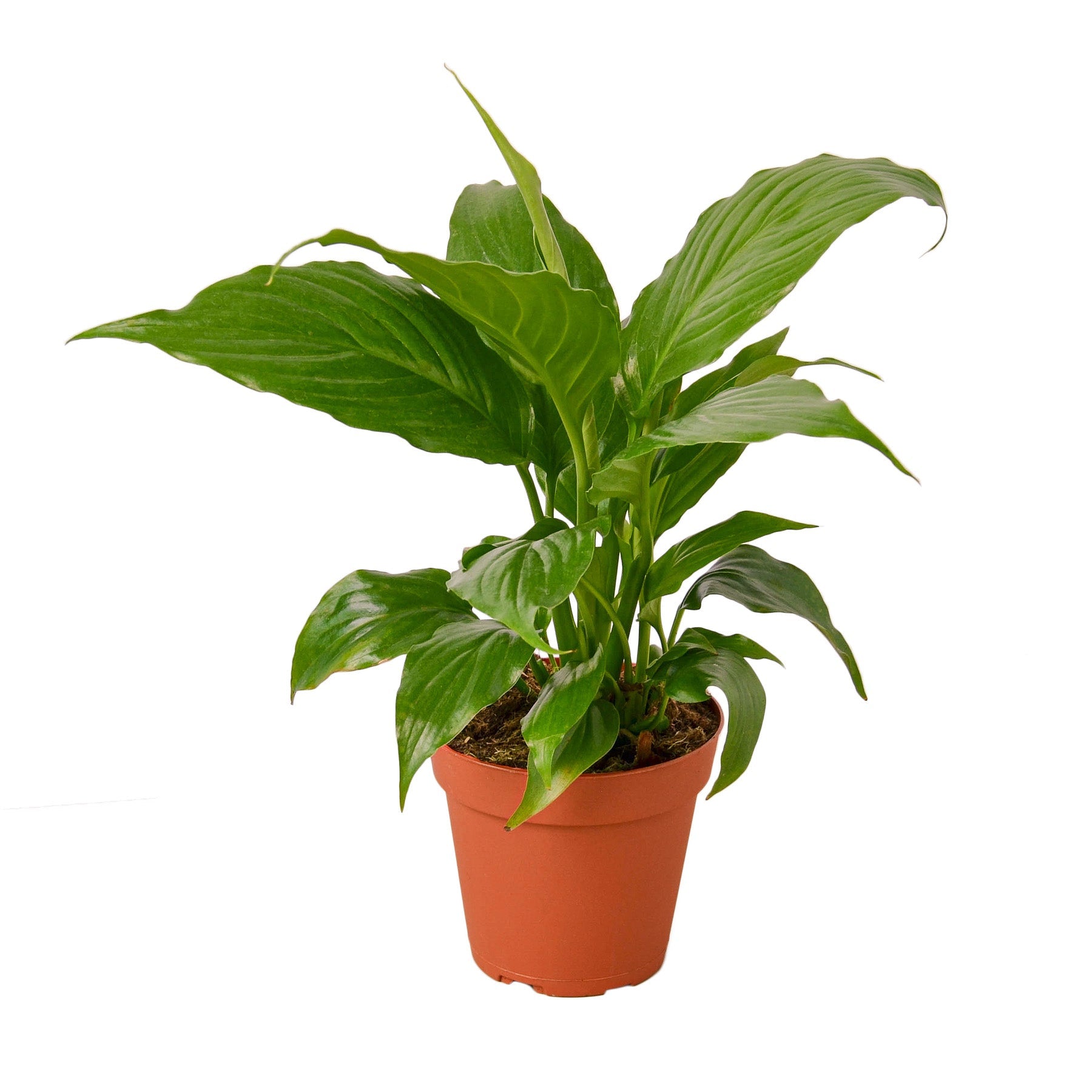 Spathiphyllum &