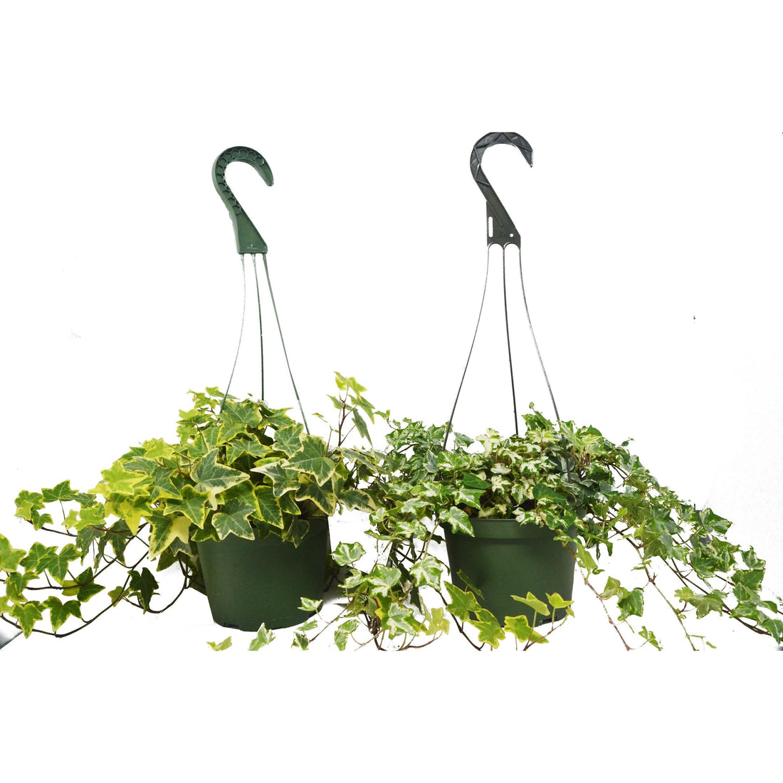 2 English Ivy Variety Pack - FREE Care Guide - 6&quot; Hanging Pot