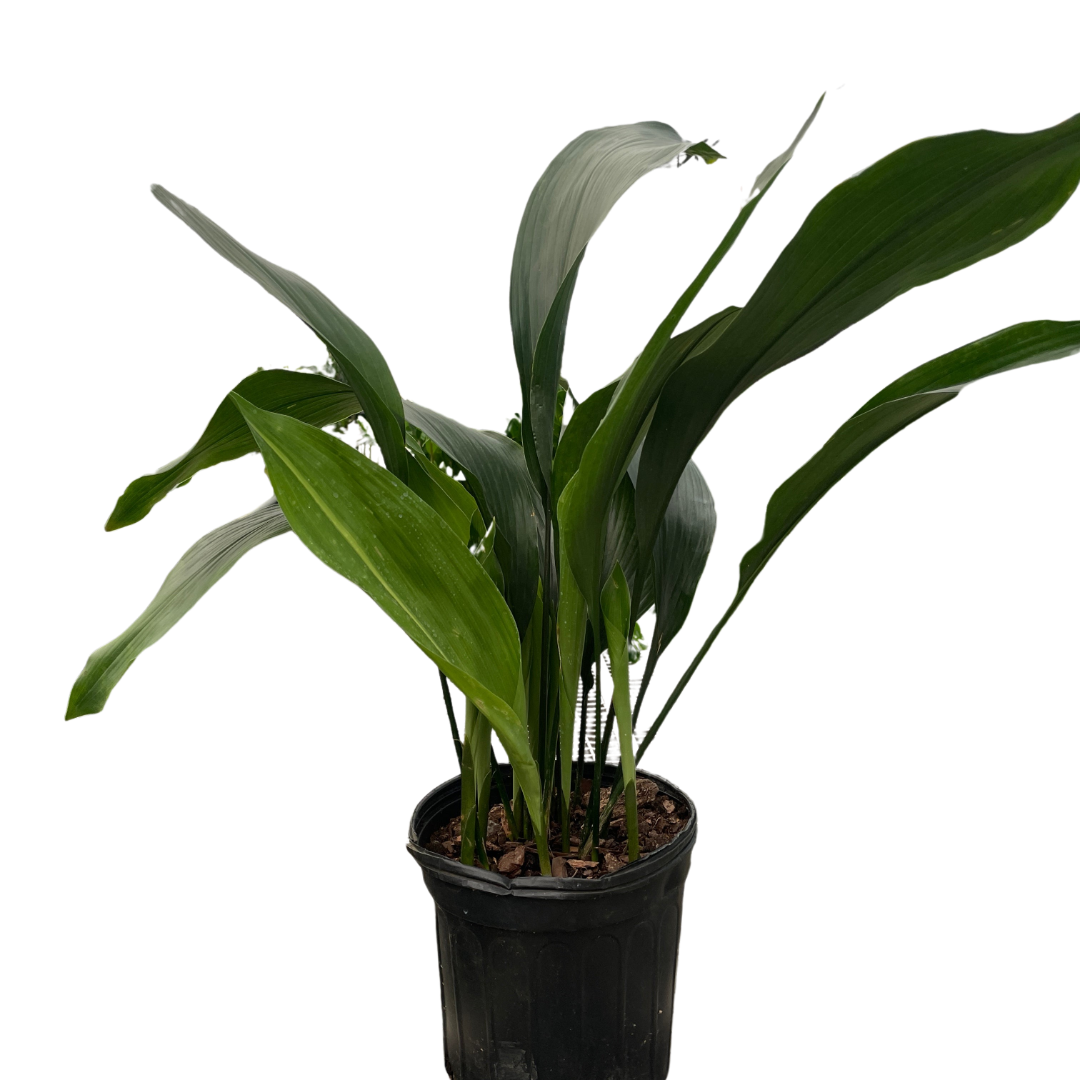 Aspidistra &