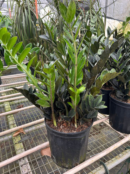 ZZ Zamioculcas &