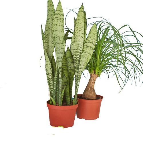 2 - 6&quot; Indoor Plants Premium Subscription box