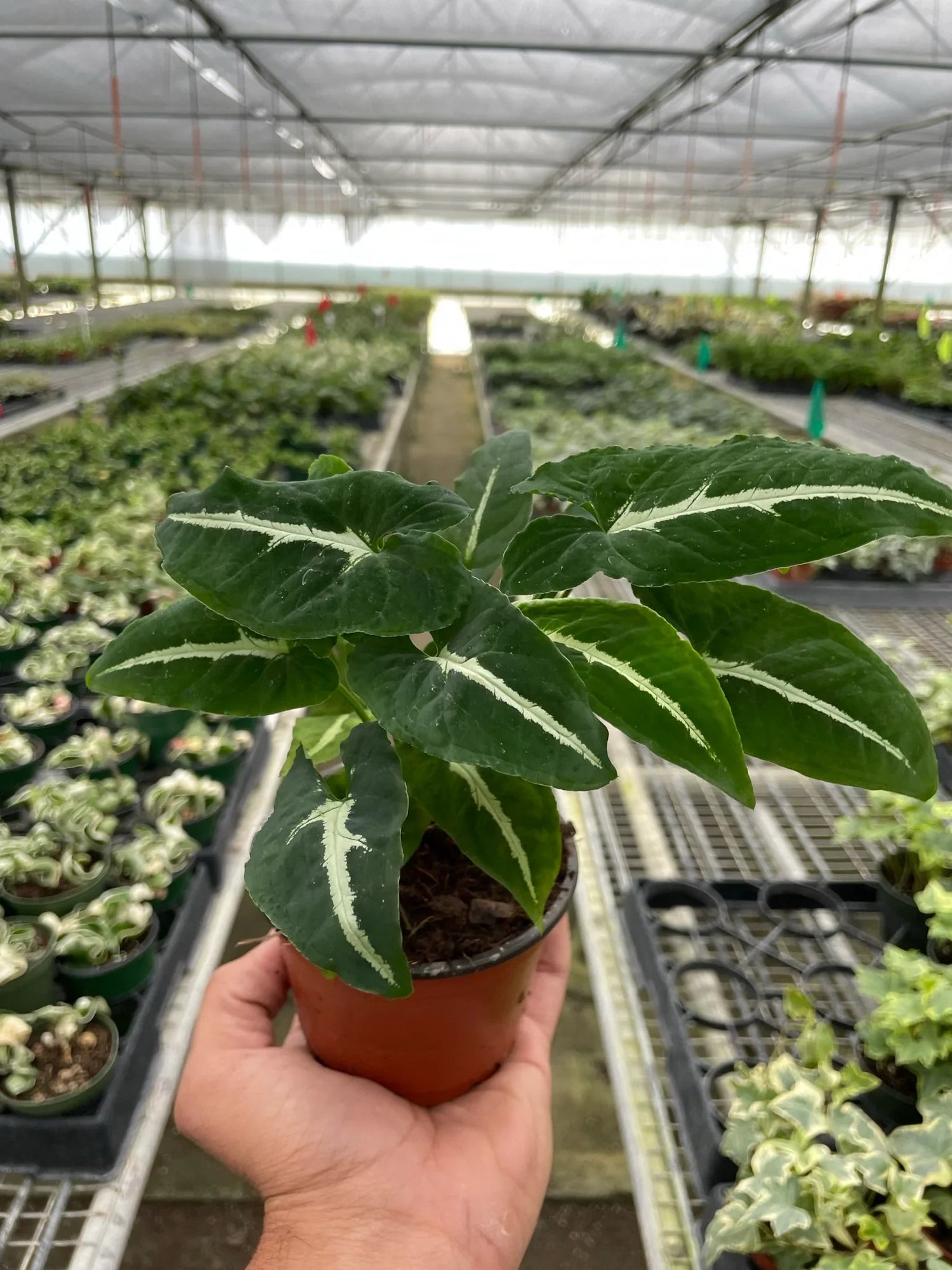 Syngonium wendlandii &