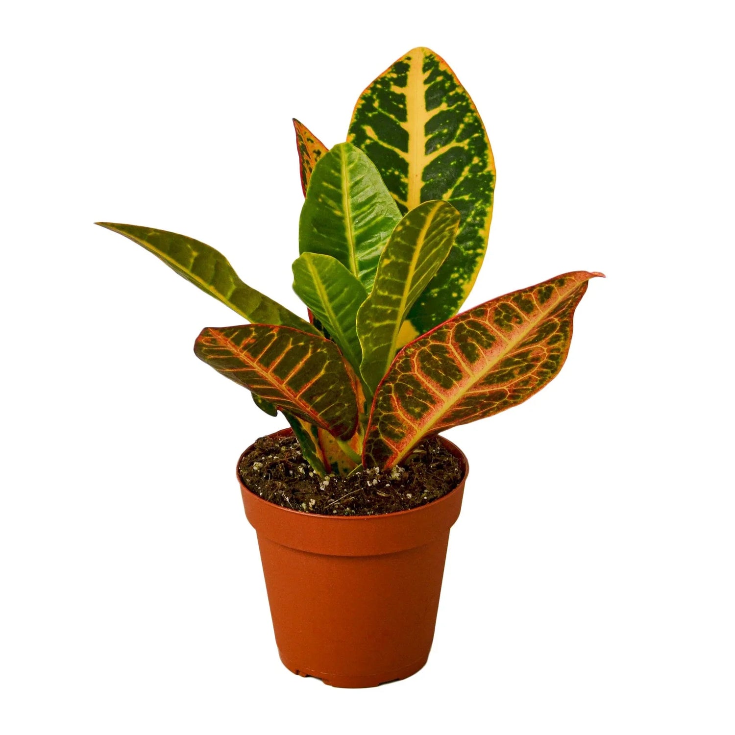 Croton Petra &