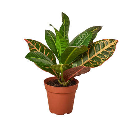 Croton Petra &