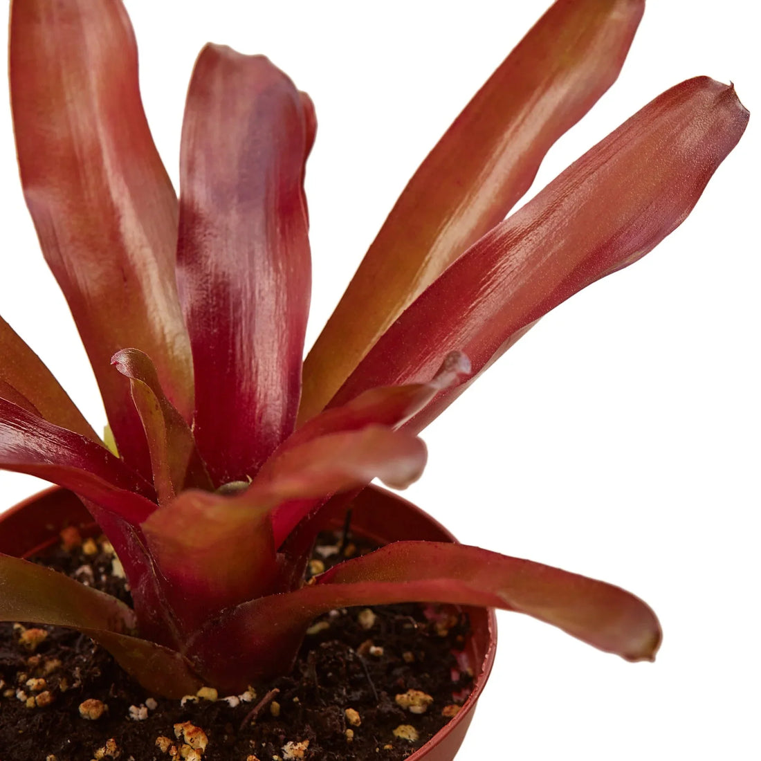 Bromeliad &