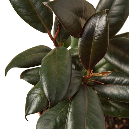 Ficus Elastica &