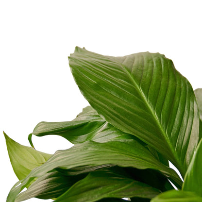 Spathiphyllum &