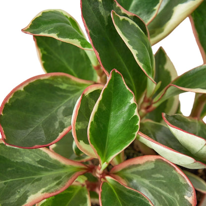 Peperomia &