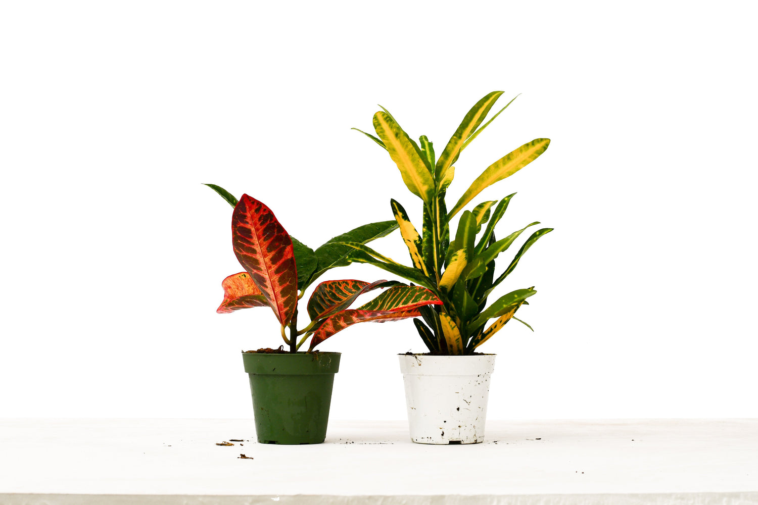 2 Croton Variety Pack - 4&quot; Pot